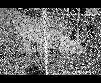EN CAGE