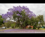 SUBURBAN LAVENDER