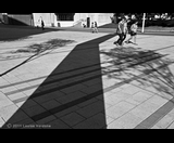 STREET TREE SHADOWS