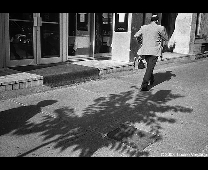 OMBRES D'ARBRE DE TROTTOIR