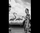 Flamants