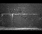 Spotted Animal