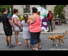 Dog at the Street Fair