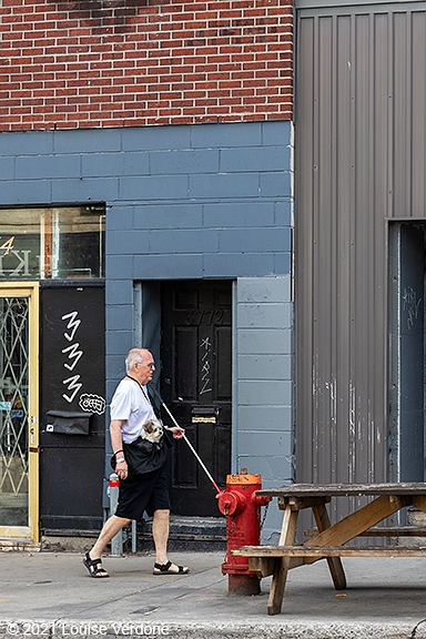 Dog and Walking Stick