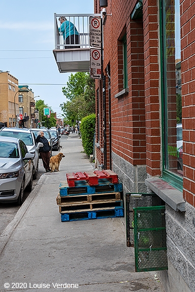 Dog and conversation