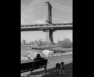 Dog and Bridge